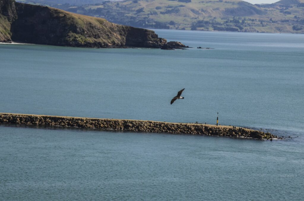 Royal Albatross Centre Nature preserve in Harington Point, New Zealand