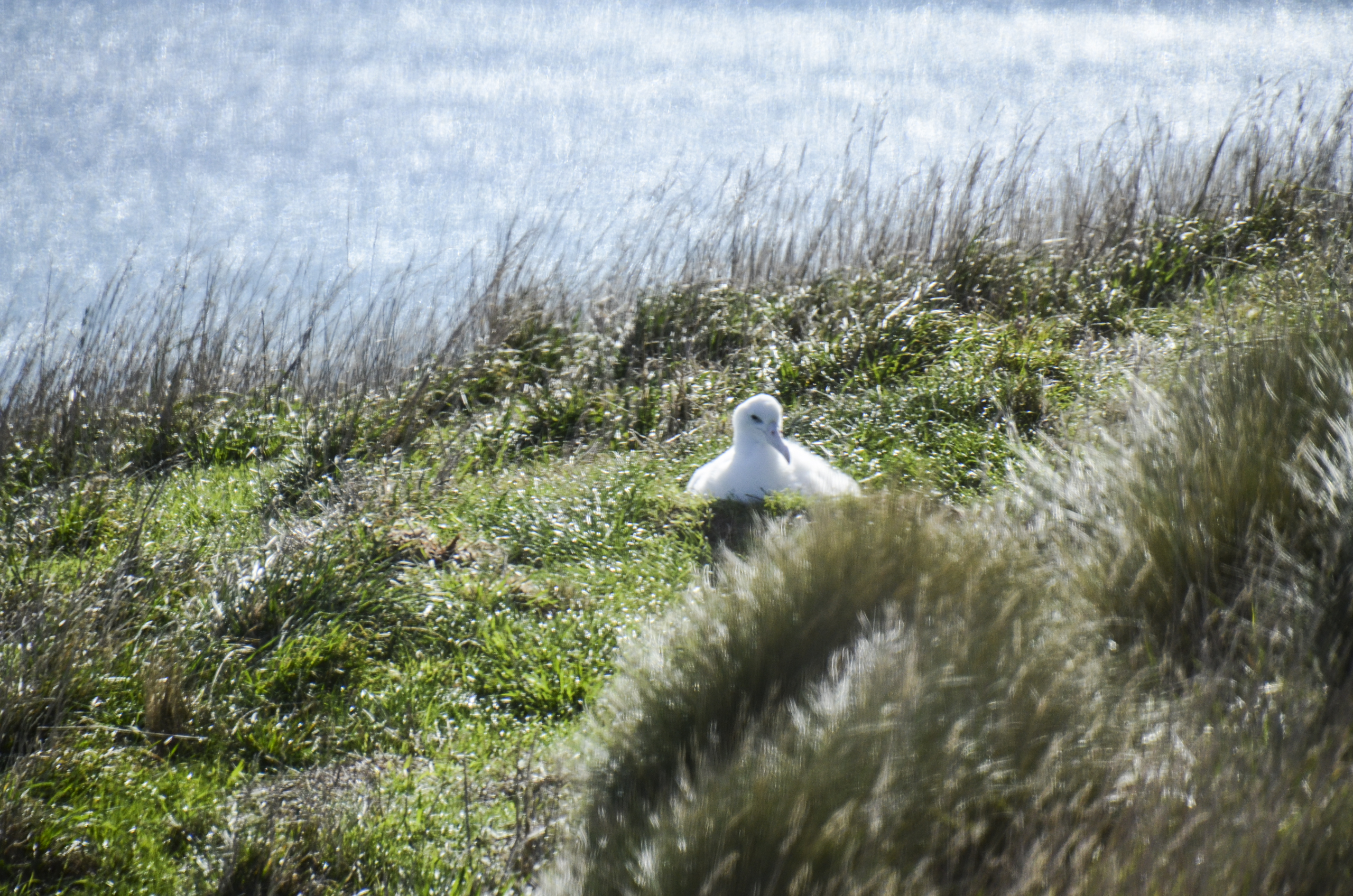 Royal Albatross Centre Nature preserve