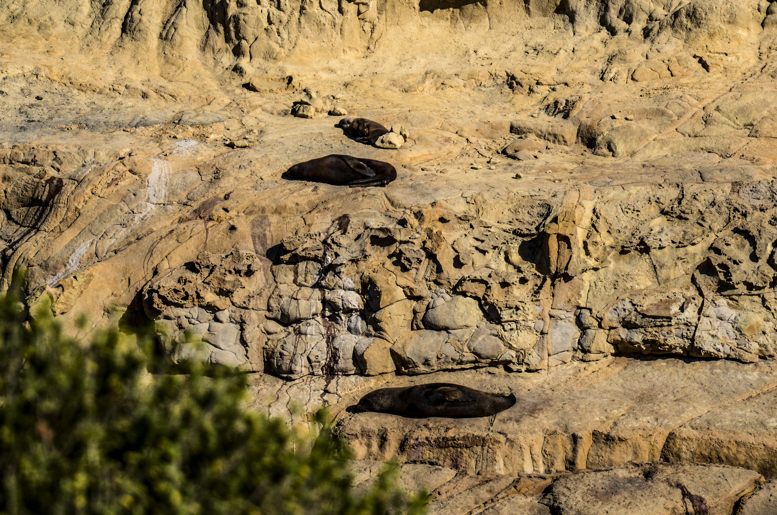 Otago Peninsula - Shag Point/ Matakaea Reserve